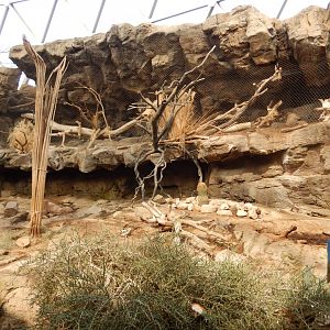 9/14/2020 - Javelina (Front) and Ocelot (Back Cliff) Exhibits