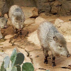 9/14/2020 - Javelinas