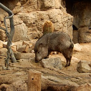 9/14/2020 - Grazing Javelina
