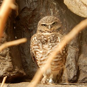 9/14/2020 - Burrowing Owl