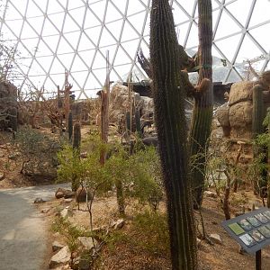 9/14/2020 - Cacti of the Sonoran