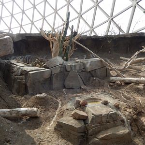 9/14/2020 - Turkey Vulture Exhibit