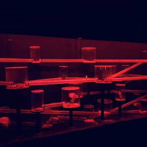 9/14/2020 - Naked Mole Rat Tunnels