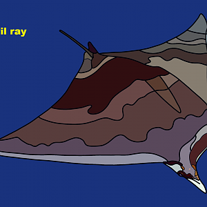 Lesser devil ray (Mobula hypostoma)