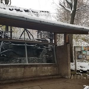 Pittsburgh Zoo - Canadian lynx