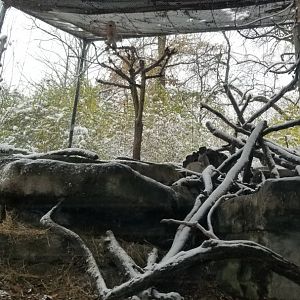 Pittsburgh Zoo - Canadian lynx