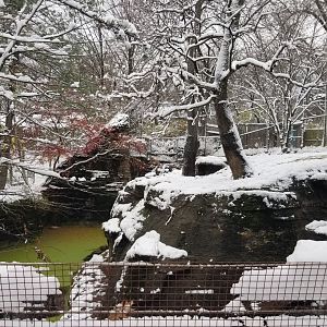 Pittsburgh Zoo - Tiger
