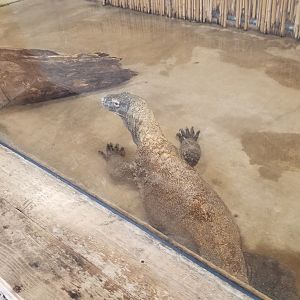 Pittsburgh Zoo - Komodo indoors