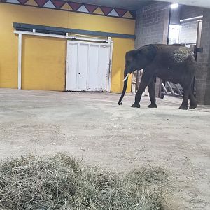 Pittsburgh Zoo - View of elephants from window