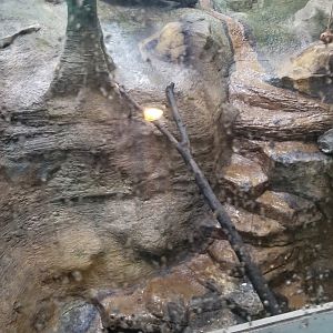 Pittsburgh Zoo - All of the primate exhibits go really deep in the front, for some reason