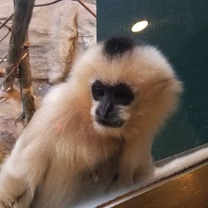 Pittsburgh Zoo - White-cheeked gibbon