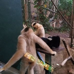 Pittsburgh Zoo - White-cheeked gibbons