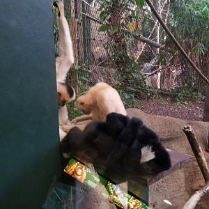 Pittsburgh Zoo - White-cheeked gibbon sulking while the others groom each other