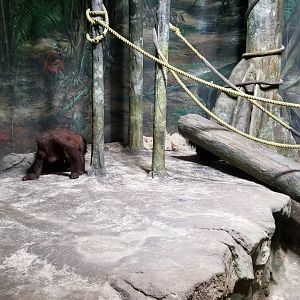 Pittsburgh Zoo - Orangutan