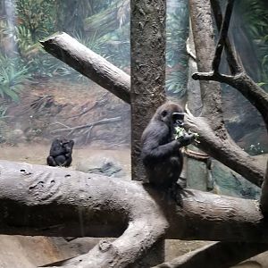 Pittsburgh Zoo - Gorillas