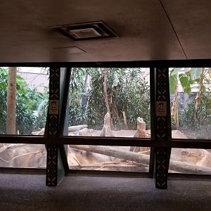 Pittsburgh Zoo - Blue monkeys