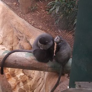 Pittsburgh Zoo - Blue monkeys