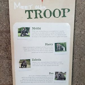 Pittsburgh Zoo - Gorilla troop