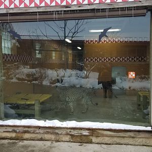 Pittsburgh Zoo - Cheetah indoor viewing