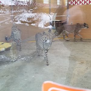 Pittsburgh Zoo - 3 cheetahs waiting for feeding