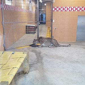 Pittsburgh Zoo - Cheetah eating