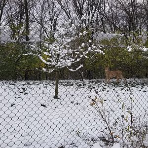 Pittsburgh Zoo - Cheetah in yard