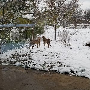 Pittsburgh Zoo - Cheetah in yard, from window