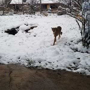 Pittsburgh Zoo - Adult cheetah