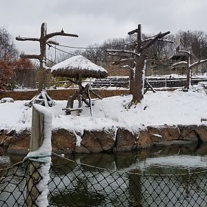 Pittsburgh Zoo - Siamang island
