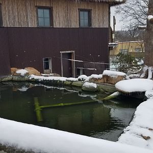 Pittsburgh Zoo - Upper siamang area