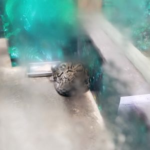 Pittsburgh Zoo - Clouded leopard indoors