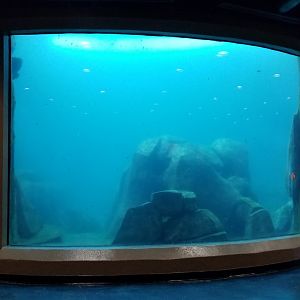 Pittsburgh Zoo - Sea otter viewing