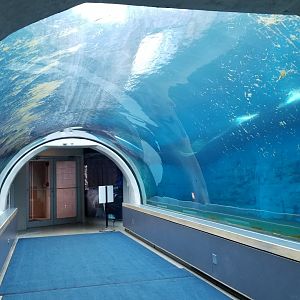 Pittsburgh Zoo - Polar bear tunnel
