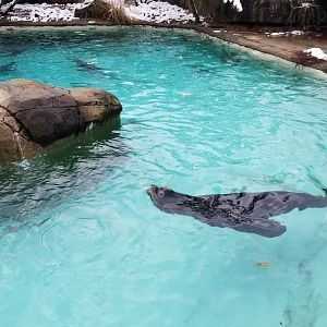 Pittsburgh Zoo - California sea lions