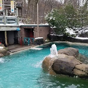 Pittsburgh Zoo - California sea lions
