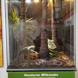 Pittsburgh Zoo - Honduran milksnake
