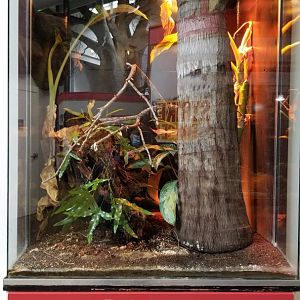 Pittsburgh Zoo - Eyelash viper