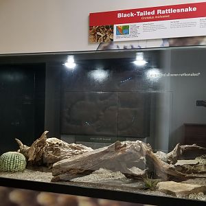 Pittsburgh Zoo - Black-tailed rattlesnake