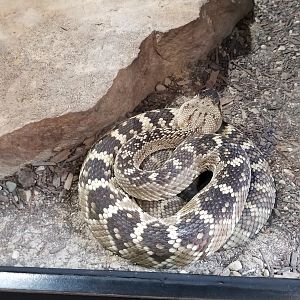 Pittsburgh Zoo - Black-tailed rattlesnake