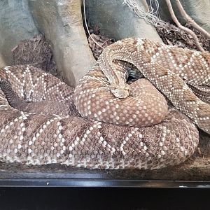 Pittsburgh Zoo - Neotropical rattlesnake