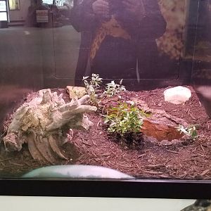 Pittsburgh Zoo - Bushmaster