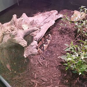 Pittsburgh Zoo - Bushmaster