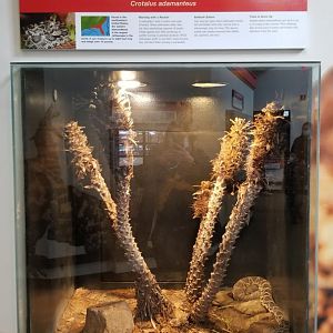 Pittsburgh Zoo - Eastern diamondback