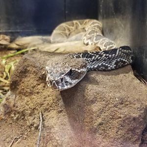 Pittsburgh Zoo - Eastern diamondback