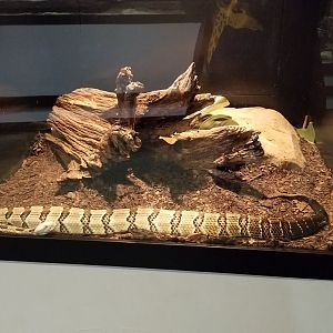 Pittsburgh Zoo - Timber rattlesnake