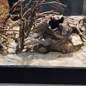 Pittsburgh Zoo - Prairie rattlesnake