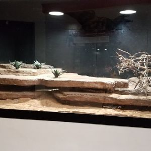 Pittsburgh Zoo - Beaded lizard