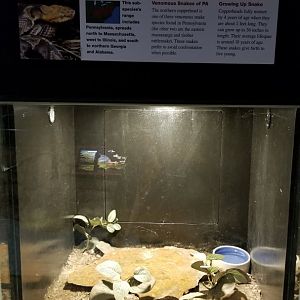 Pittsburgh Zoo - Copperhead