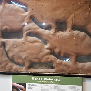 Pittsburgh Zoo - Naked mole rats