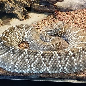 Pittsburgh Zoo - Another neotropical rattlesnake